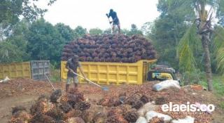 Rancak Bana! Harga Sawit di Sumbar Terus Meroket Jadi Rp3.152,02/Kg