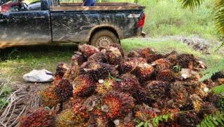 Tingginya Pencurian Kelapa Sawit Lantaran Kurangnya Peluang Pekerjaan Dari Perusahaan 