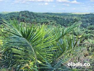 Realisasi Pembangunan Kebun Plasma Masih Rendah, Pemerintah Paser Diminta Tegas