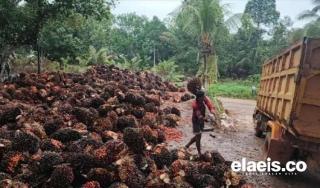 Aduh, Harga Sawit di Sumbar Anjlok Pula Pekan Ini