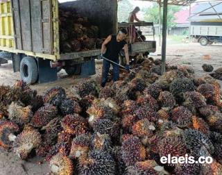 Mantap Bah! Harga Sawit di Sumut Mulai Naik Lagi