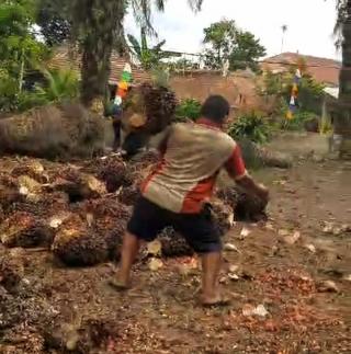 BPDPKS Tegaskan Besarnya Sumbangsih Sawit Rakyat pada Peningkatan Produksi CPO