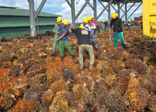 Usai Ambles Periode Lalu, Harga Sawit di Kaltim kembali Merangkak Naik