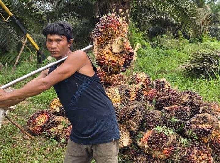 Kendati Banyak PKS Beroperasi, Tak Jamin Harga Sawit Masyarakat Tinggi