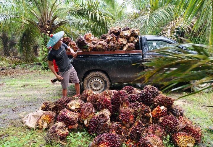 Harga TBS Sawit Sumbar Naik, Tertinggi Rp 3.192,76/kg