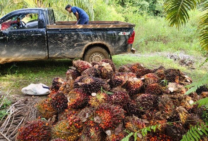 Harga TBS Sumut Tertinggi Diantara 22 Provinsi Penghasil Sawit