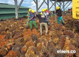 Samade Nilai Penyebab Persoalan Pencurian TBS Sawit di Sambas Perlu Disikapi