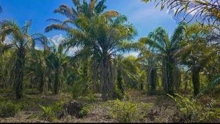 Masih Tergolong Muda, 500 Hektar Kebun Sawit di Rupat Mau Diremajakan