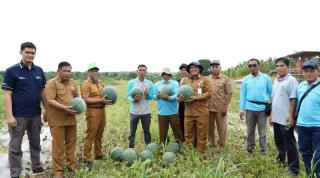 Banyak Petani Sawit di Paser Beralih ke Tanaman Pangan dan Hortikultura