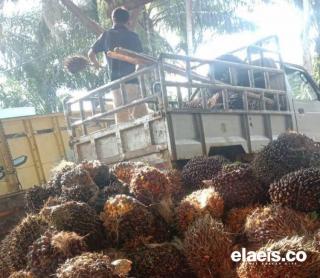 Harga Sawit di Jambi Makin Laju, per Kilo Rp3.000-an