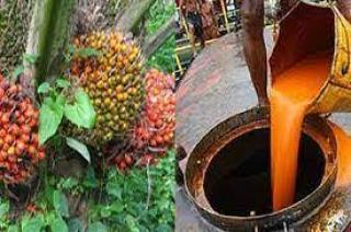 Melorot Lagi Harga CPO Hasil Tender PT KPBN Periode 9-9-2024