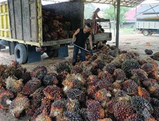 Harga TBS Sawit di Sumbar Naik Rp 24, Berikut Daftar Terbaru