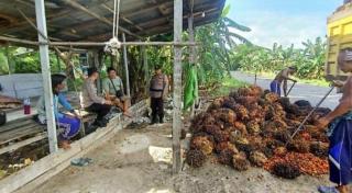 Daya Beli Petani Kalteng Naik, Didorong Kenaikan Nilai Tukar Tanaman Perkebunan