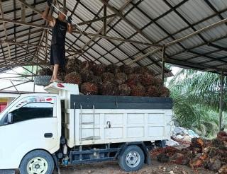 Harga TBS Sawit Kaltim Naik Lagi, Tertinggi Rp 2.815,37/Kg