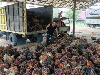 Petani di Pelalawan Sumringah, Harga Sawit Naik Meski Penetapan Disbun Turun