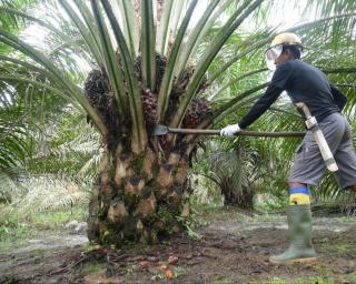 Ini Gambaran Kontribusi Industri Sawit Terhadap Perekonomian Indonesia