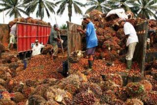 Kabar Bagus Buat Petani Riau, Harga TBS dan Brondolan di PKS Naik