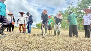 Kementan Kebut Penanaman Padi Gogo Tumpang Sisip di Kebun Sawit di Kalteng