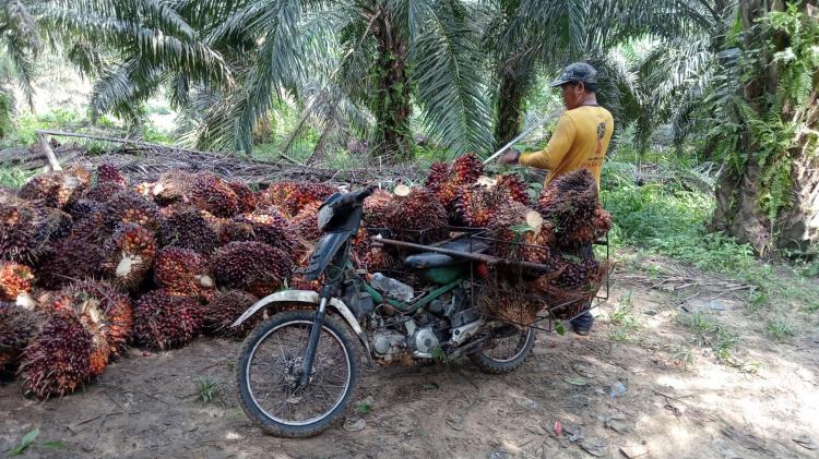 Harga TBS Sawit Mitra Swadaya di Riau Naik Jadi Rp 3.279/Kg