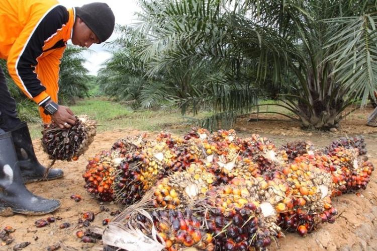 Alih Fungsi Lahan di Kutim Ancam Keberlanjutan Lingkungan?