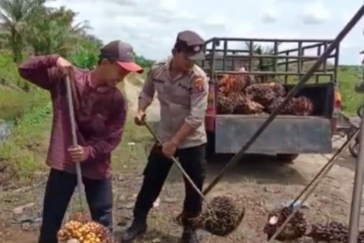 Harga TBS Tingkat Petani di 15 Sentra Sawit di Sumut Naik, Tertinggi Berapa?