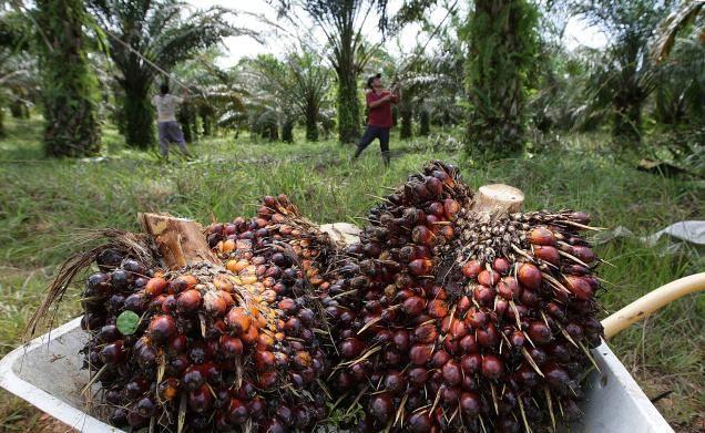 Punya Kebun Sawit 25 Ribu Ha, Pekanbaru Siap Dukung Swasembada Pangan dan Energi