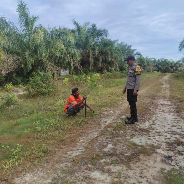 Sawit Dinilai Cocok Dikembangkan di Kawasan Pesisir Selatan Berau