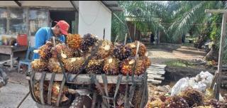 Harga TBS Sawit Mitra Swadaya di Riau Naik 4,25 Persen