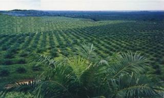 SHINES Diluncurkan, Bantu Petani Sawit Patuhi EUDR dan Dapatkan RSPO