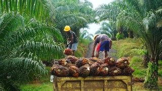 Cenderung Stagnan, Harga TBS Jambi Pekan Ini Hanya Naik Sebesar Rp 4,52 Per Kilogram