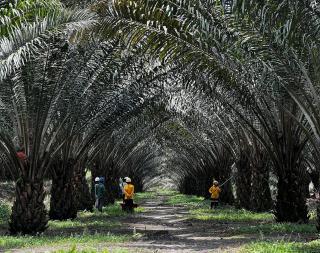 Kembangkan Teknik Kultur Jaringan, BRIN dan Astra Agro Ciptakan Klon Unggul Sawit