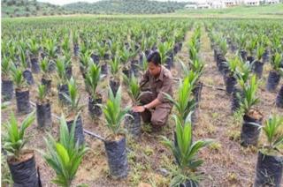 Hindari Hama dan Penyakit, Petani Diingatkan Gunakan Bibit Sawit Bersertifikat