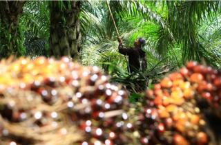 Produksi CPO Capai 1 Juta Ton, Aceh Berpeluang Punya Pabrik Minyak Goreng