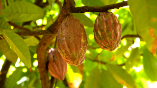 Prospek Kakao Cerah, Petani Berau Diminta Tak Alihkan Lahan ke Sawit