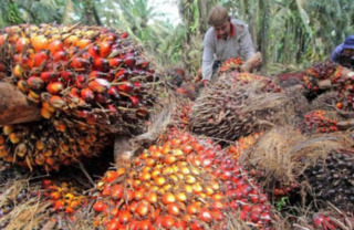 Harga TBS Sawit Swadaya di Riau Hampir Sentuh Level Rp 3.700/Kg