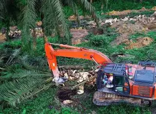 Tiga Hal Ini Bikin Petani Bengkulu Enggan Replanting Sawit