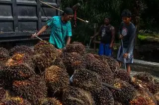 AKPSI Desak Pemerintah Atur Tata Kelola Perkelapasawitan