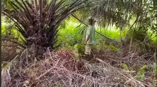 Tukang Pangkas Sawit Gondrong di Daerah ini Diupah Sangat Murah