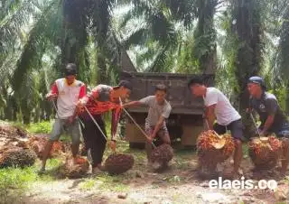 Petani Sumsel Full Senyum, Harga Sawit Naik Jadi Segini...