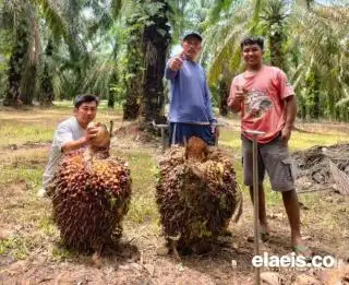 Meski Harga di RAM Lebih Moncer, Toke Anto Tetap Pilih Jual TBS ke Pabrik, Ini Alasannya