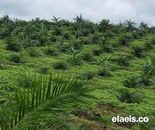 Kadisbun Riau: Tata Kelola Penetapan Harga TBS Makin Baik