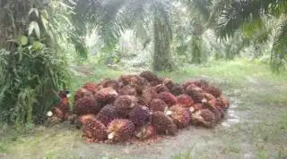 Turun! Berikut Update Harga TBS Jambi Sepekan ke Depan
