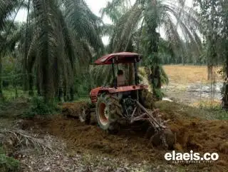 Pemprov Jambi Sediakan 200 Bibit Subsidi, Semoga Tepat Sasaran!