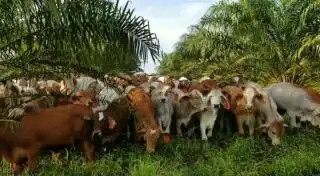 Dua Pakar Dihadirkan Berbagi Ilmu Integrasi Sawit Sapi