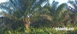 Ribuan Petani Sungai Bahar Tunggu Realisasi PSR