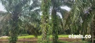 Dirjen Perkebunan Sebut Permentan 03/2022 Memperlancar PSR