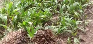 Petani Sawit Diingatkan Jangan Sepele dengan Jadwal Panen