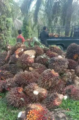 Harga Resmi TBS Jambi Turun Tipis, Berikut Rinciannya