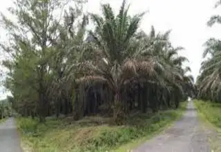 Dihargai Rp1.800/Kg, Pedagang Ini Sebut Petani Lebih Diuntungkan Mengelola Sawit daripada Gambir