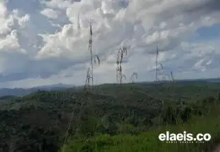 Perusahaan Perkebunan Tak Perlu Bayar PSDH dan DR, Jika...